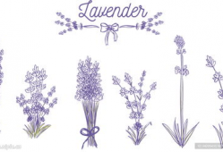 薰衣草漫画,一场浪漫的校园奇幻之旅