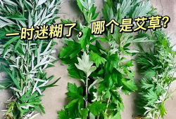 艾草视频,探寻传统草药的神奇魅力