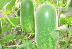 吃瓜爆料张凌赫视频大全,吃瓜爆料背后的精彩瞬间